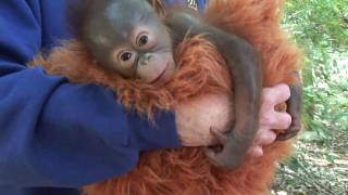 Baby Orangutan Born At The Houston Zoo