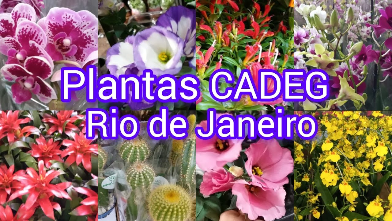 CADEG Mercado Municipal RJ, tem muita planta! #plantas #flores #suculentas #cactos#orquideas #amigos