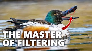 Northern Shoveler - Elegant Ducks and Their Natural Cutlery by Birds & Sounds of Nature 524 views 1 month ago 5 minutes, 37 seconds