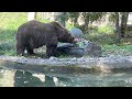 October 3, 2025  Grizzly Bear Shintay