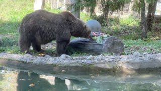 October 3, 2025 Grizzly Bear Shintay
