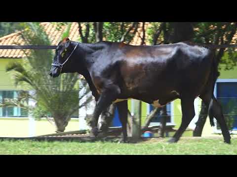 LOTE 208 1469CL