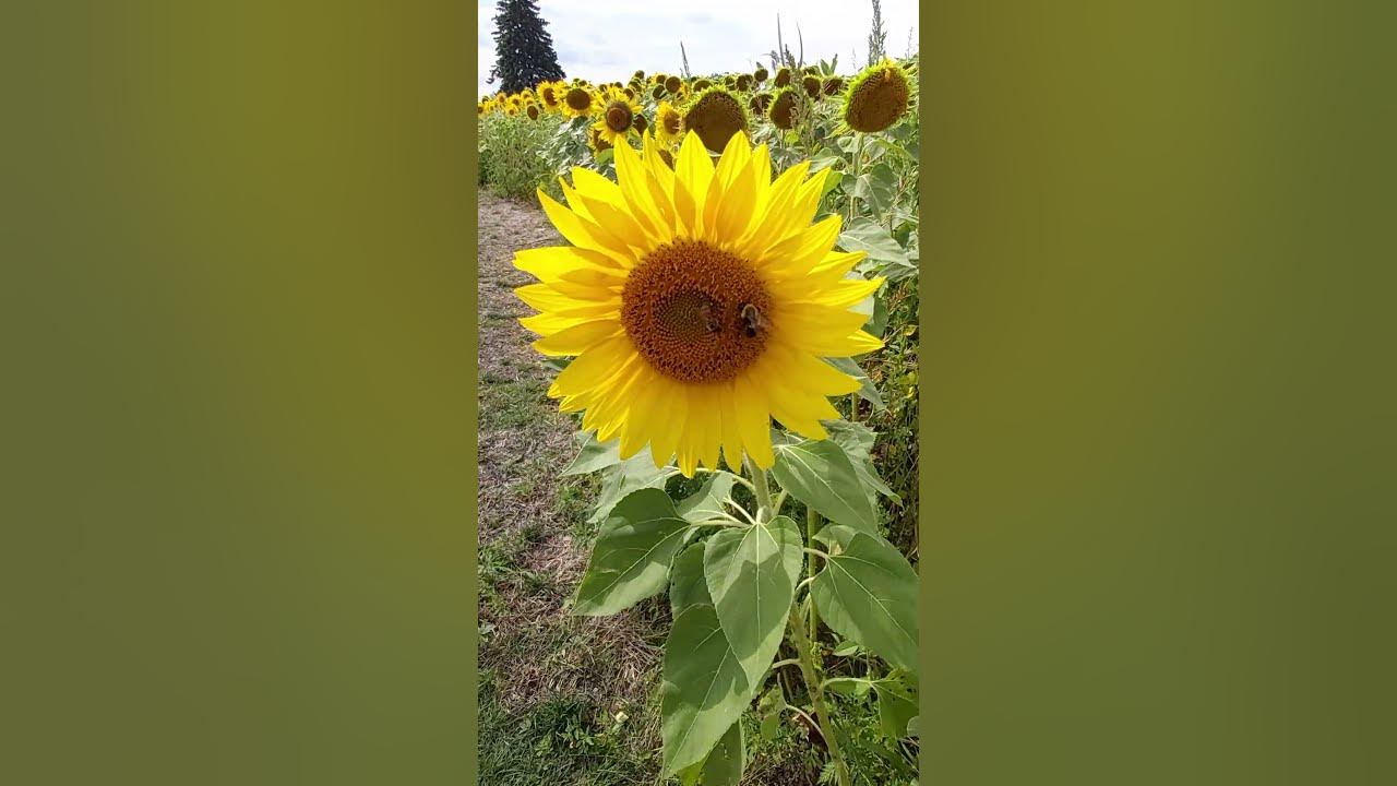 Sunflowers 🌻 sunflowers mississauga youtubeshorts shortvideo 
