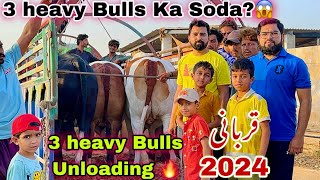 3 Heavy Bulls Dangerous unloading 😱 || Mir House Qurbani Bulls of 2024 😍 || Bakra Eid 2024