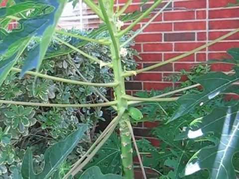 My young papaya tree in May with its first fruit :)