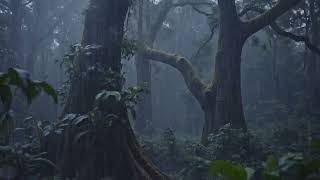 Listen To The Rain On Forest Leaves For Relax, Reduce Anxiety And Sleep Deeply | Best Forest Rain screenshot 2