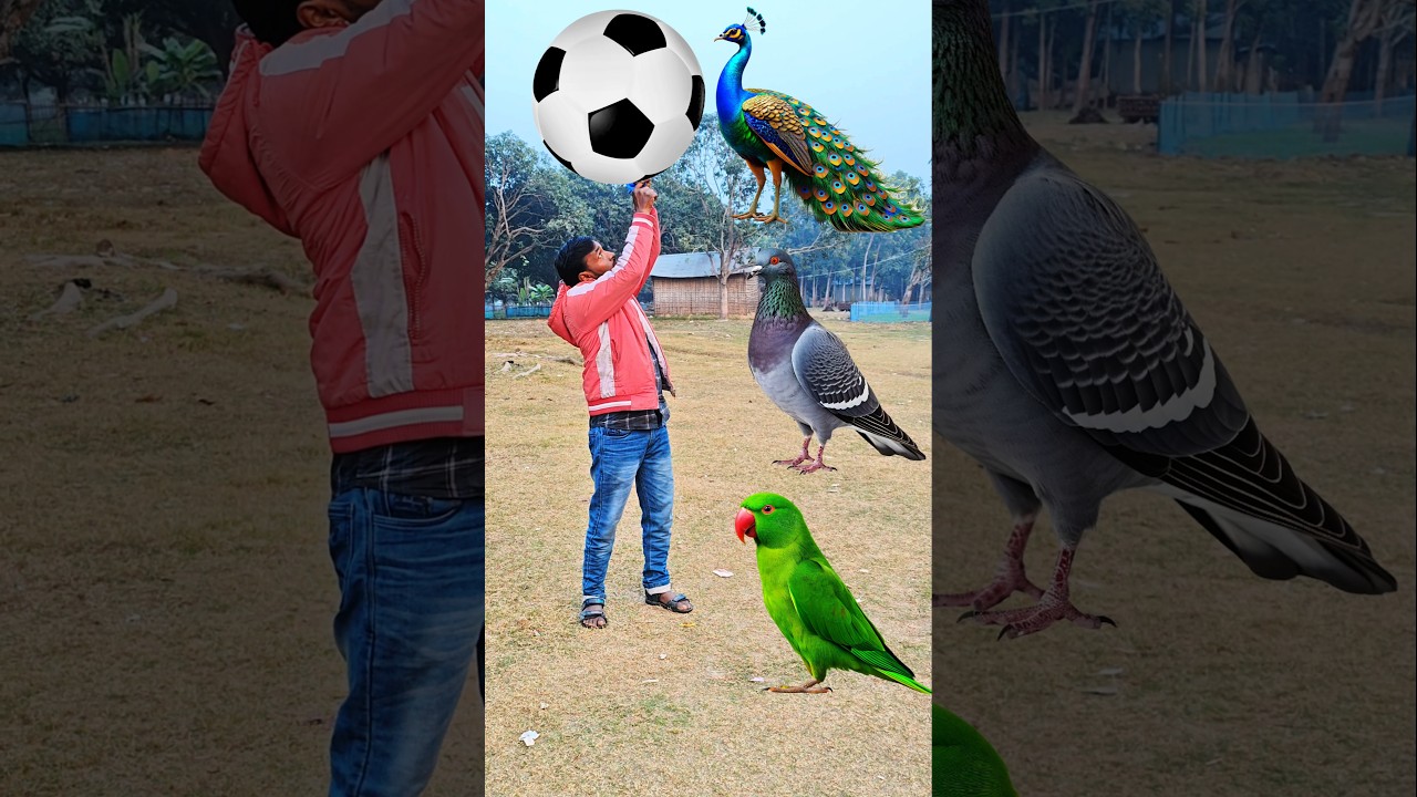 Rounding coconuts to Duck, Peacock, Pigeon & Parrot - Birds names magic video