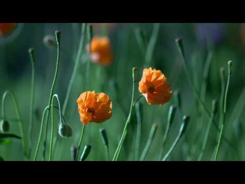 Love nature (შესავალი)