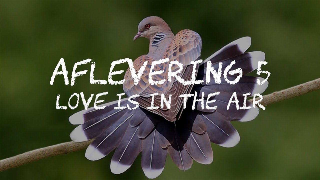 Axels Weetje van de Week - Love is in the air (S01E05)