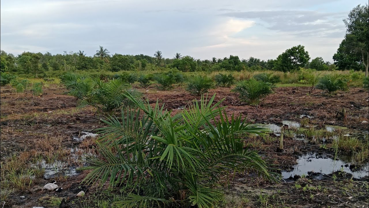 Cek Kondisi Tanaman Di Kebun PPKS 239