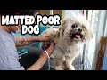 Helping Man's Best Friend | Matted Poor Dog Grooming