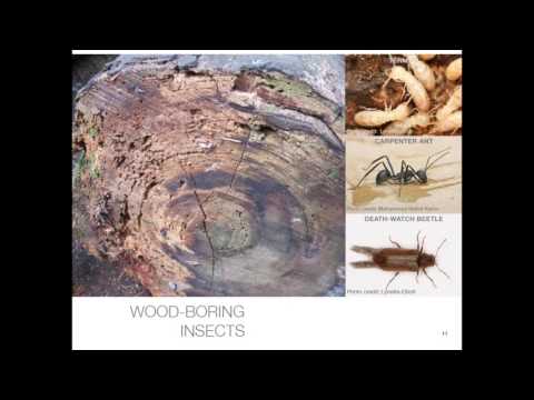 Video: La ce se referă termenul woodshedding?