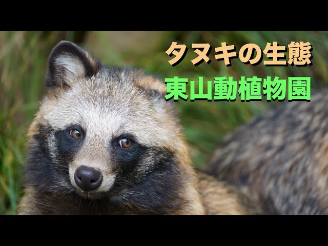 たぬき The ecology of the Japanese raccoon dog #raccoon #Higashiyama Zoo