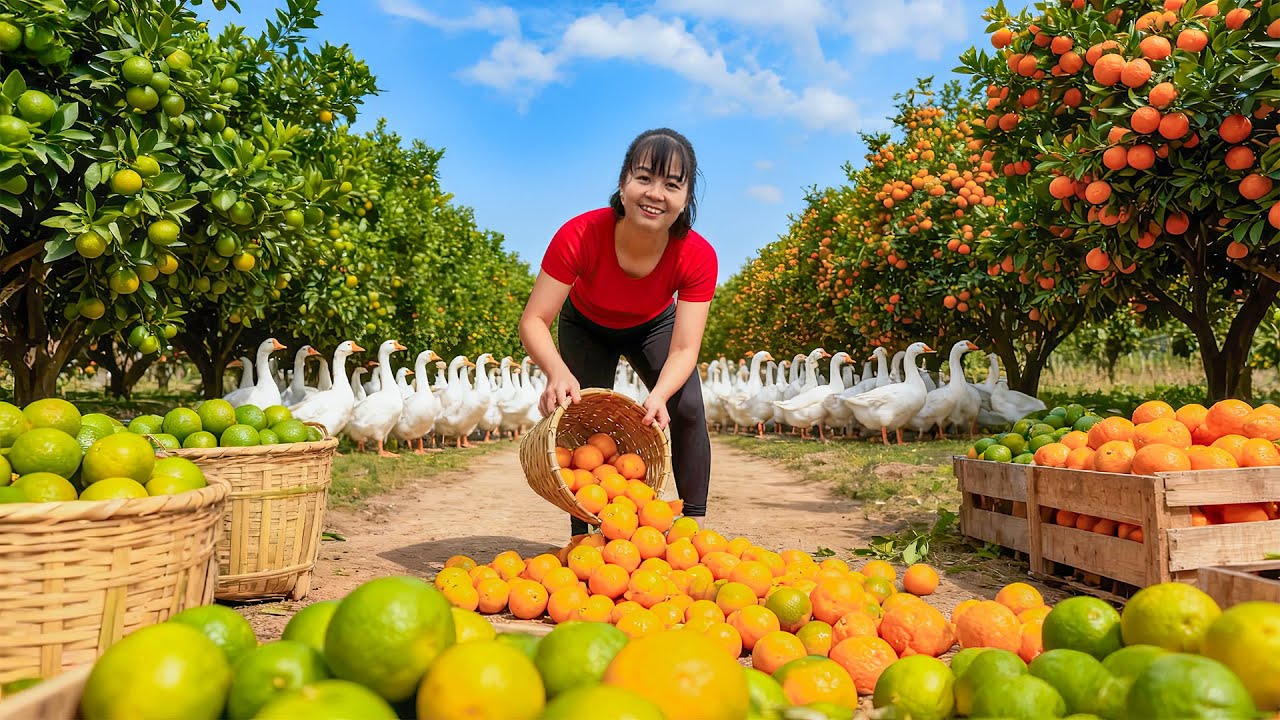 TIMELAPSE -- Harvest 100Kg of Giant Rare Hybrid Wild Oranges, Go to Market Sell | Phương Countryside