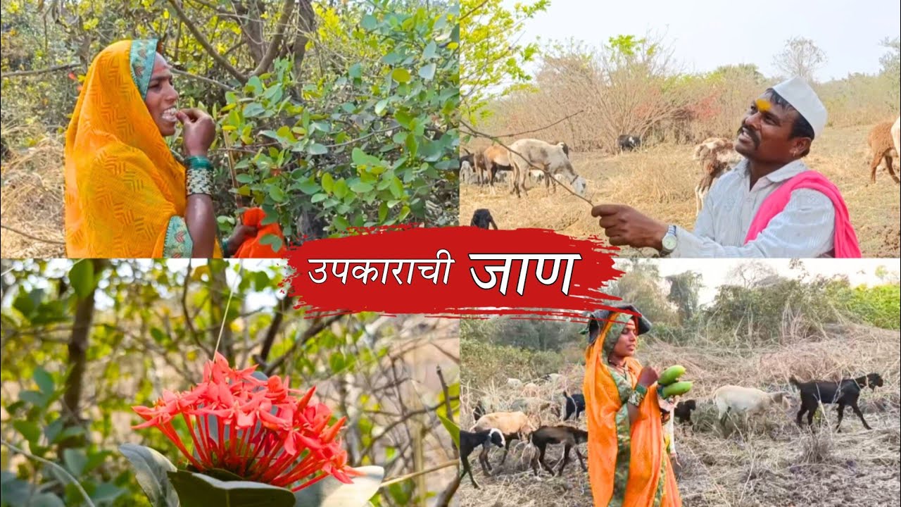 तो आमचे पोट भरतो 🥰, जंगलात बाणाई व मी घेतला निसर्गातील विविध रानमेव्यांचा अस्वाद | sidu hake | banai