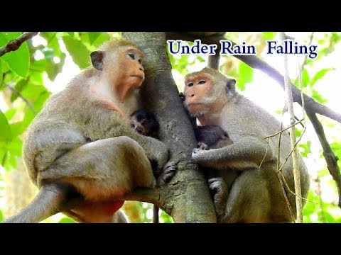 facebook games 2019 A heavy rain is falling | Here it's is the nature life of monkey | Dana warm Daniela under rain