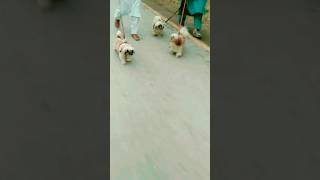 3 Cute Walking Shih Tzus in Reverse. #shorts #dogs 😍