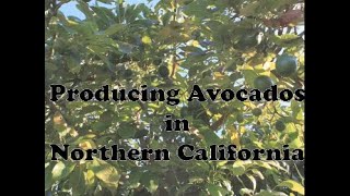 Famous Producing Avocados in Northern California Net Worth