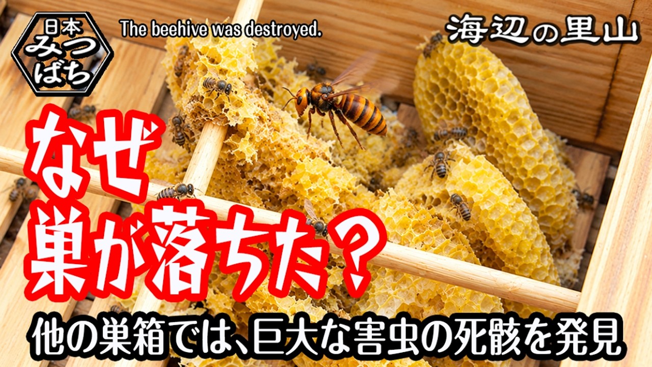 田舎暮らし]日本蜜蜂の巣箱を30日ぶりに開けたら…「消滅」と「成長」の