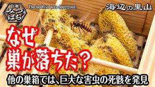 田舎暮らし]日本蜜蜂の巣箱を30日ぶりに開けたら…「消滅」と「成長」の