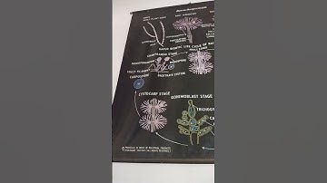batrachospermum algae #viral #ccsu #msu #botany #collegelife #bsc #notes #cbz #redalgae #lifecycle