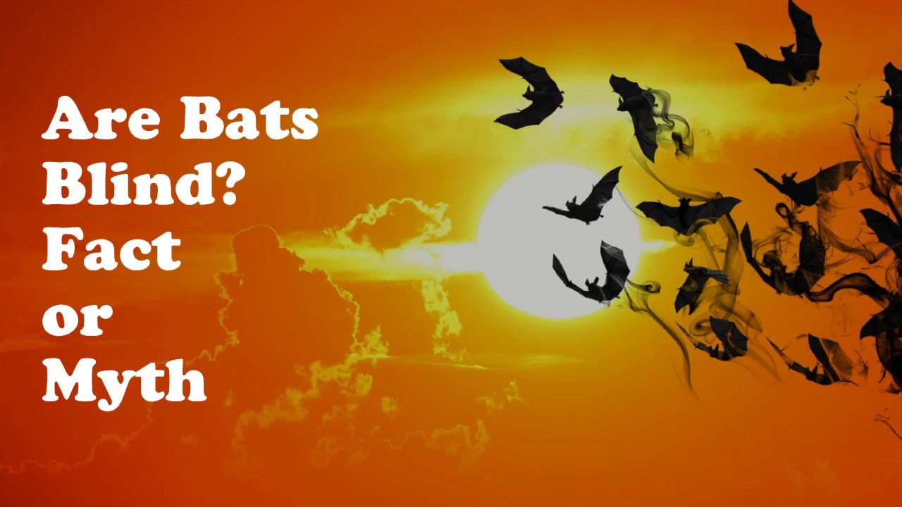 Bats can see .Bats are blind is a myth. YouTube