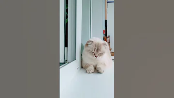 Как отучить кота метить? Метод 100% Часть 2