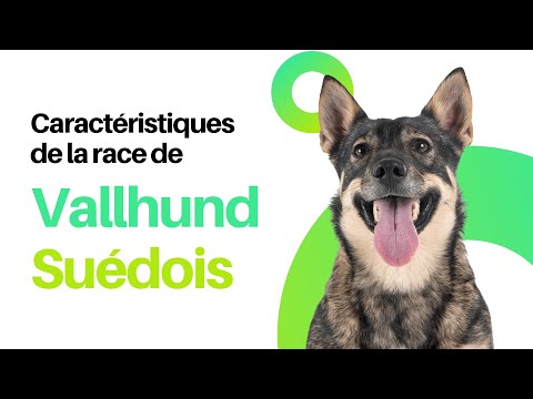 Vidéo: Suédois De Race De Chien Vallhund Hypoallergénique, Santé Et Durée De Vie