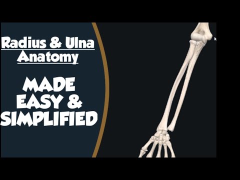 Radius & Ulna Anatomy - YouTube