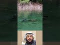 عالم الحيوان مليء بالأسرار والمفاجآت شاهد روعة هذا الكائن في بيئته الطبيعية اكسبلور 