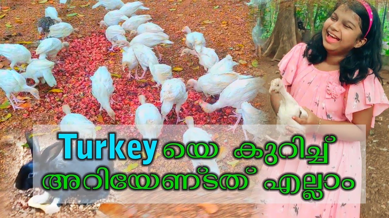 Turkey Kozhi / ടർക്കി കോഴി വളർത്തൽ / Video in Malayalam