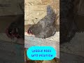My Mama's will tackle any eggs thrown their way! #broodyhen #gooseeggs #homestead #farmlife #mamahen