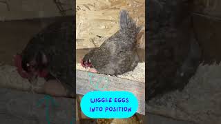 My Mama's will tackle any eggs thrown their way! #broodyhen #gooseeggs #homestead #farmlife #mamahen