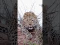 Jab Aravali me ghoonji leopard ki dahaad