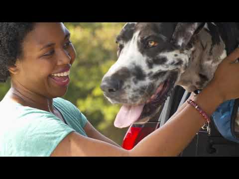 Portable Car Ramp For Dogs