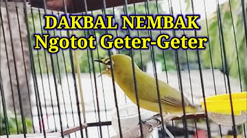B1K1N D4KB4L C3P4T G4C0R N3MB4K NG0T0T G3T3R-G3T3R, Terapi Pleci Nembak