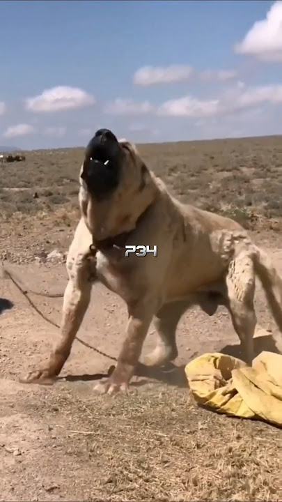3 Dogs That Make the Cane Corso Sweat  #dogfight  #canecorso #dogfacts