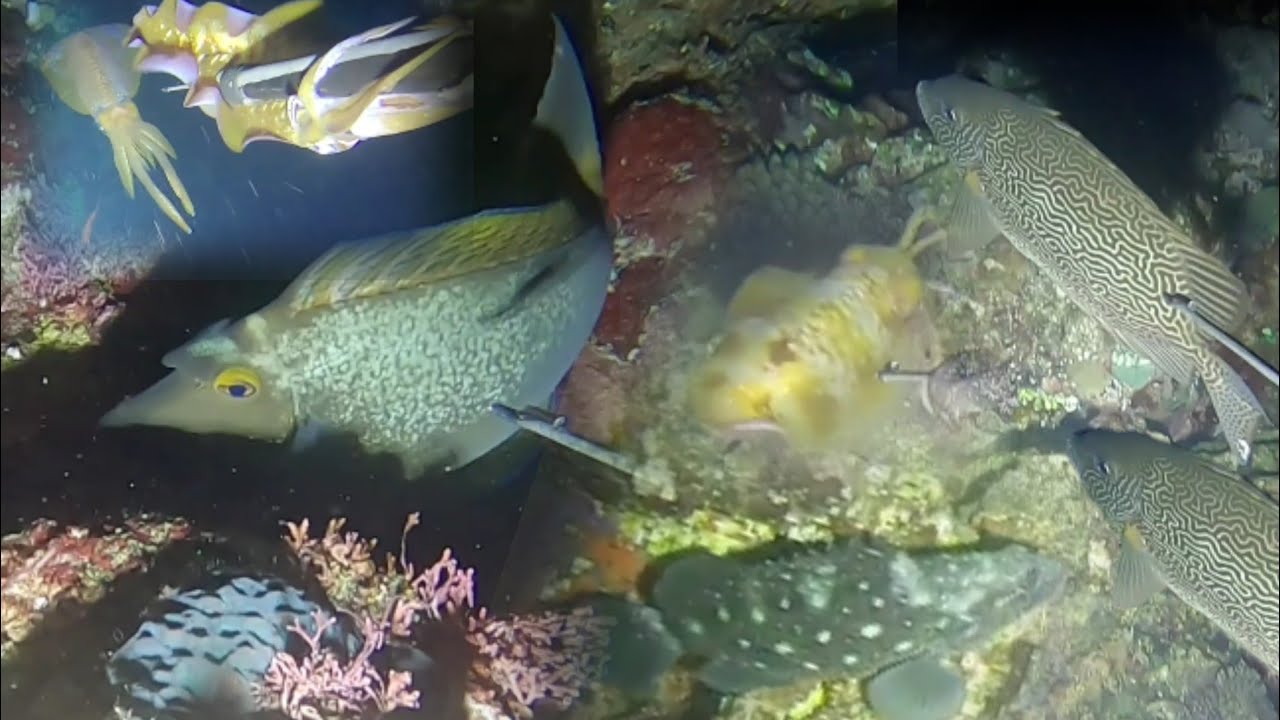 gabing Puno ng biyaya😲 ngayon lang ulit sila sumampa catch and cook and sell