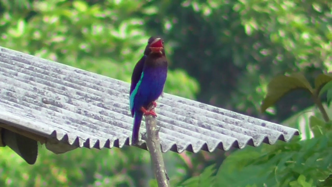 Burung Cekakak Jawa si Tengkek Udang yang Kepanasan 