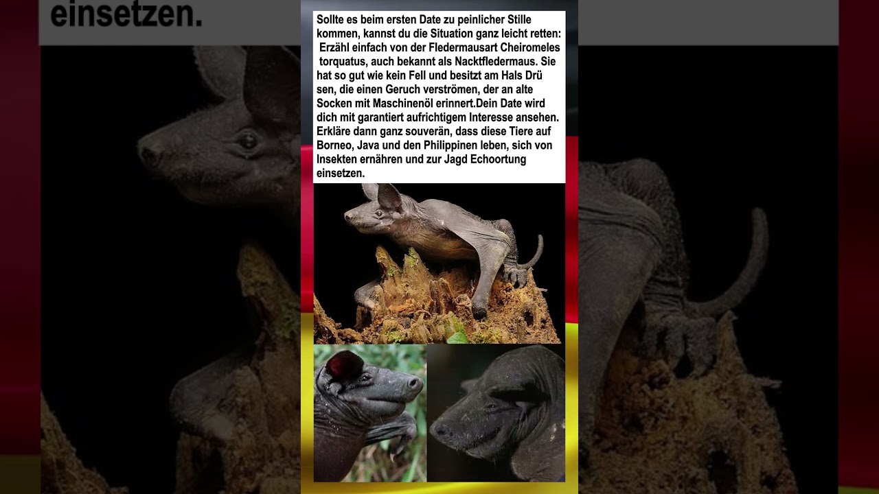 Dating-Tipp: Beeindrucke mit Fakten über Nacktfledermäuse