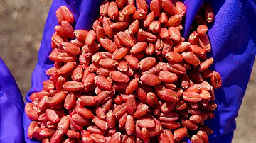 Ask an expert: What is a Seed Treatment?