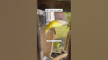 #سورة_الملك #الرزق #الرقية_الشرعية #قرآن #اليمن #العراق  #ترند #طيور #البادجي #quran #birds #texas