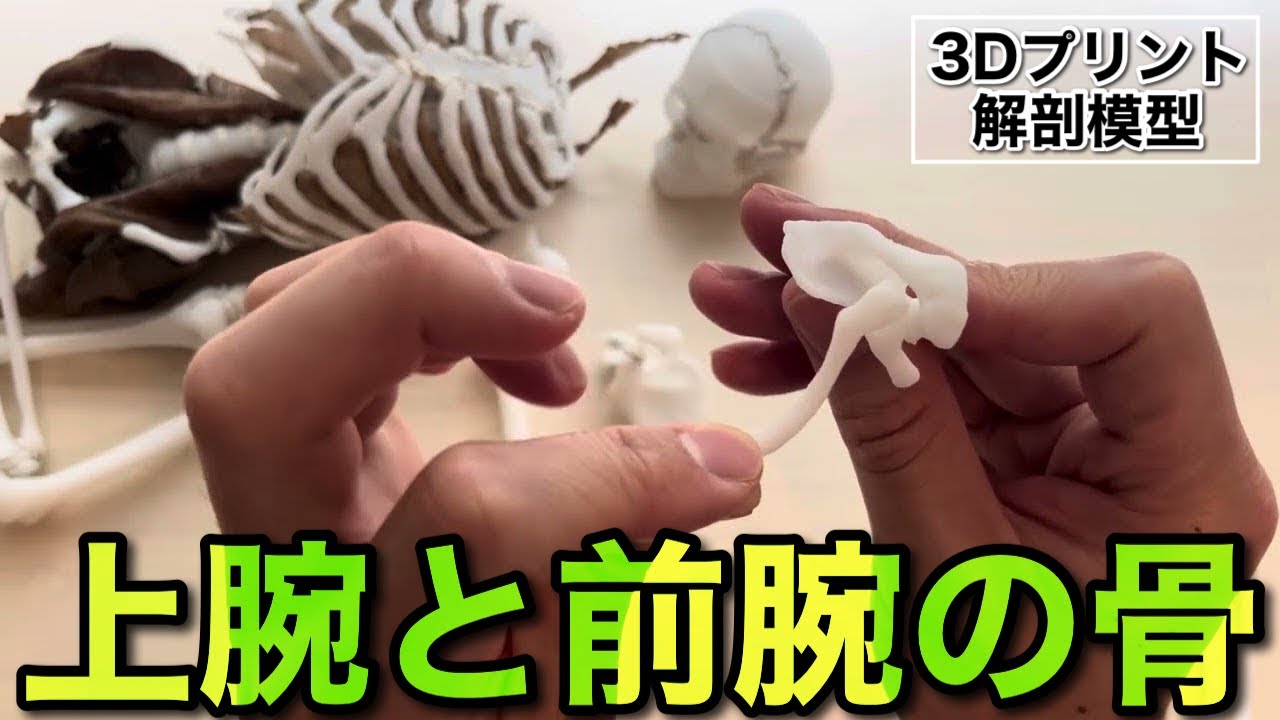 ポケトミー】上腕と前腕の骨（3Dプリント解剖模型） - YouTube