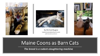 Maine Coons as Barn Cats by Maine Coon Adventures 964 views 2 years ago 4 minutes, 35 seconds