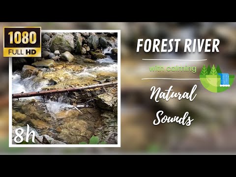 Peaceful Forest River