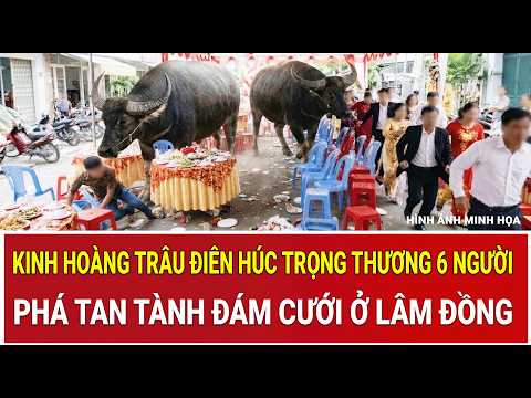 Terrifying rampage: Mad buffalo gores 6 people and wreaks havoc on a wedding in Lam Dong