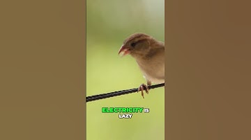 Why Birds Don