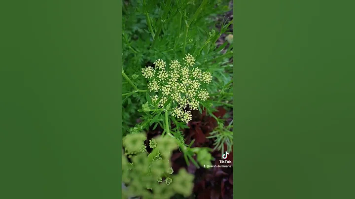 Can you identify this herb? - DayDayNews