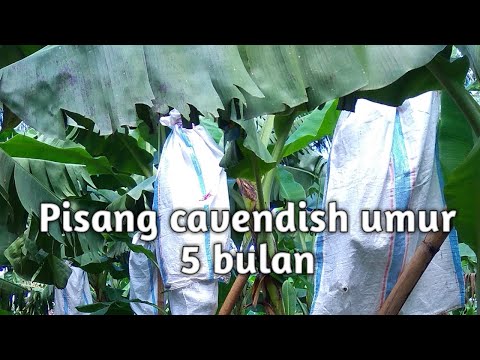 Berapa Bulan Pisang Cavendish Berbuah