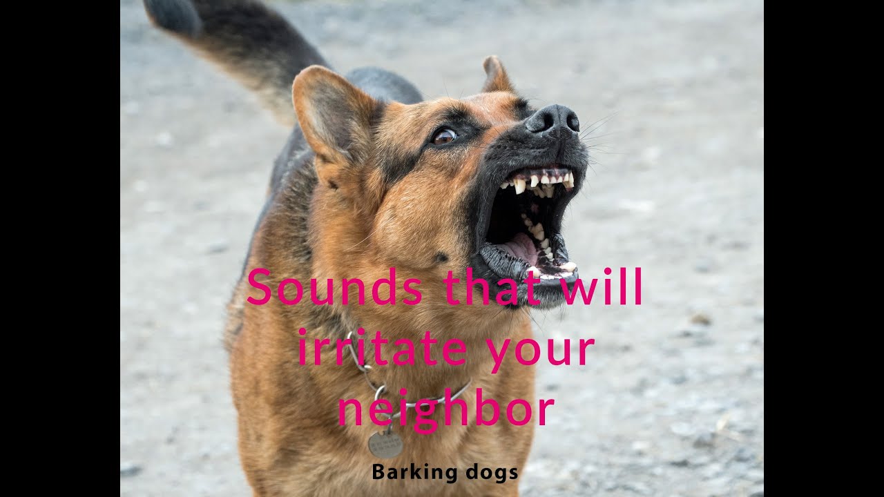 Sounds that will irritate your neighbor Barking dogs Part 1 YouTube